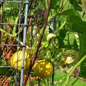 Cucurbita pepo 'Small Orange'